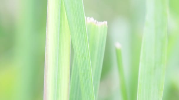 Close View Beautiful Green Grass Grass Wind Natural Background — Stock Video