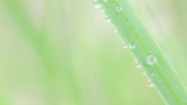 Nahaufnahme Des Schönen Grünen Grases Gras Wind Natürlicher Hintergrund — Stockvideo