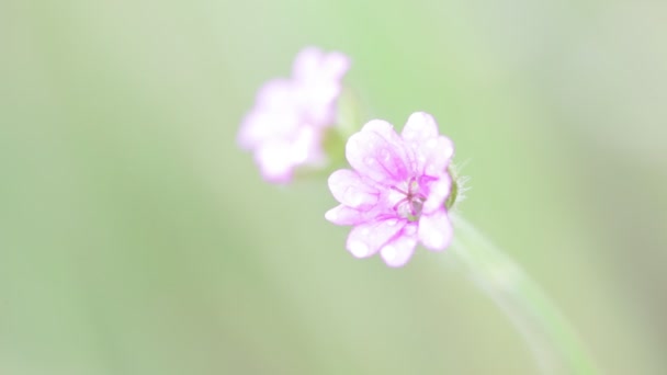 淡紫色的花在浅绿色背景的花园里随风移动 — 图库视频影像
