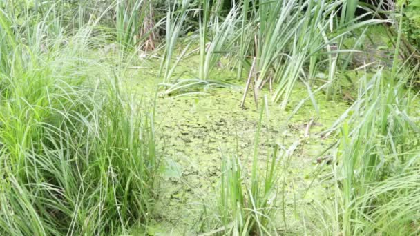 Eau Bassin Avec Roseaux Verts — Video