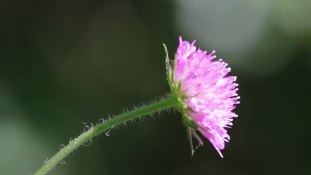 Vue Rapprochée Belle Fleur Violette Herbe Vent Dans Nature — Video