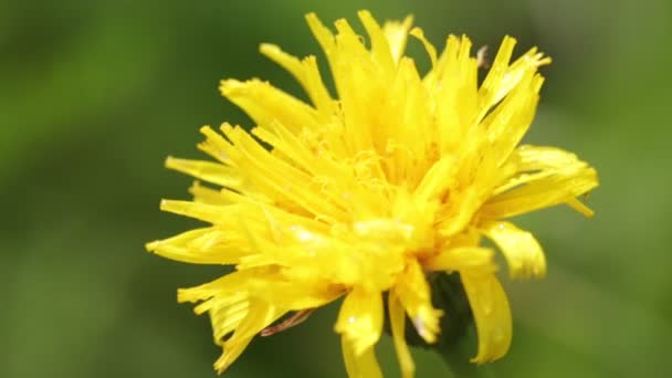 Крупным Планом Вид Красивый Желтый Тараксакум Цветок Траву Саду — стоковое видео