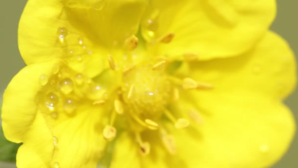 Flor Amarela Com Gotas Água Movendo Pelo Vento Campo — Vídeo de Stock