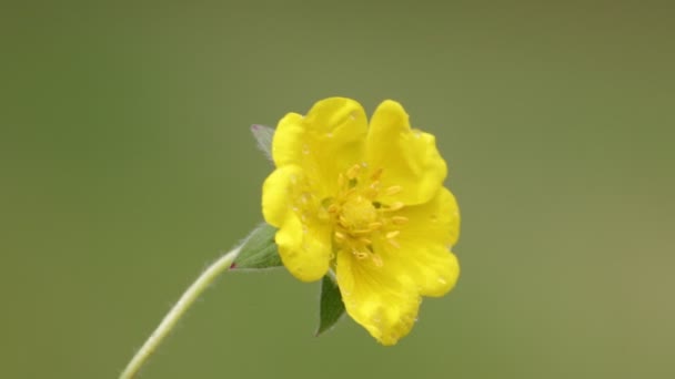 Желтый Цветок Движется Ветром Поле Размытом Фоне — стоковое видео