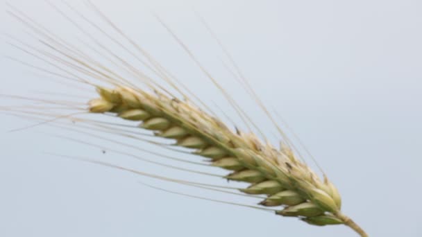 Одно Красивое Зерновое Растение Движется Ветреную Погоду — стоковое видео