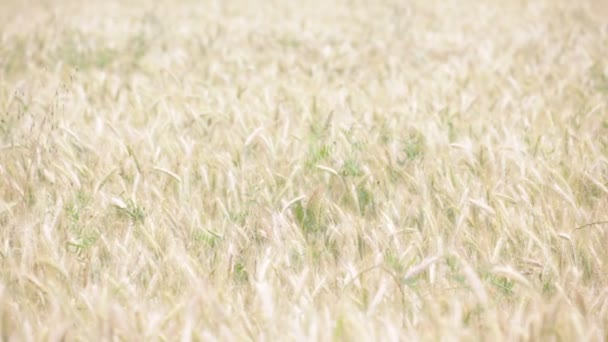 Красиві Зернові Рослини Рухаються Під Час Вітряної Погоди — стокове відео