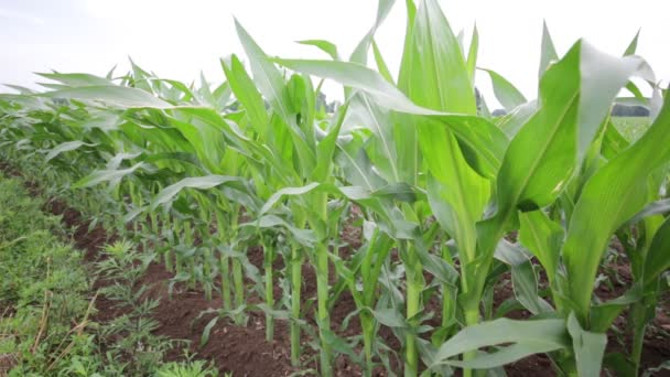 Campo Milho Bonito Verde Fazenda Campo — Vídeo de Stock