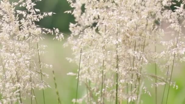 Pflanzen Bewegen Sich Bei Windigem Wetter Freien — Stockvideo