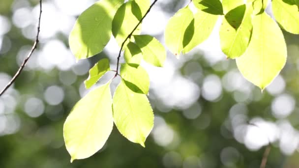 模糊的叶子在风 Abc 背景和光 — 图库视频影像