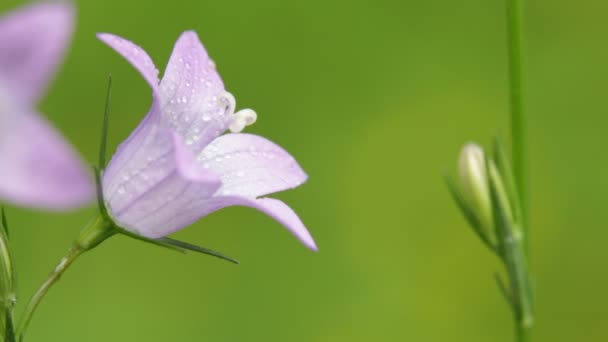 Gros Plan Belles Fleurs Violettes Avec Des Gouttes Eau Déplaçant — Video