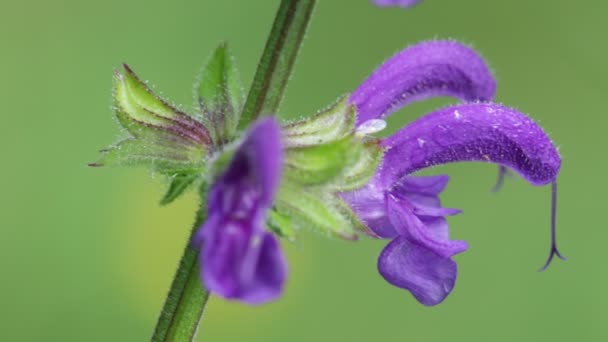 Violet Flowers Moving Windy Weather Green Background — Stock Video