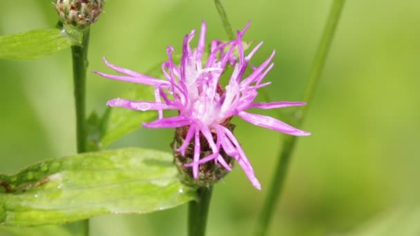 Una Flor Violeta Moviéndose Durante Tiempo Ventoso Sobre Fondo Verde — Vídeo de stock