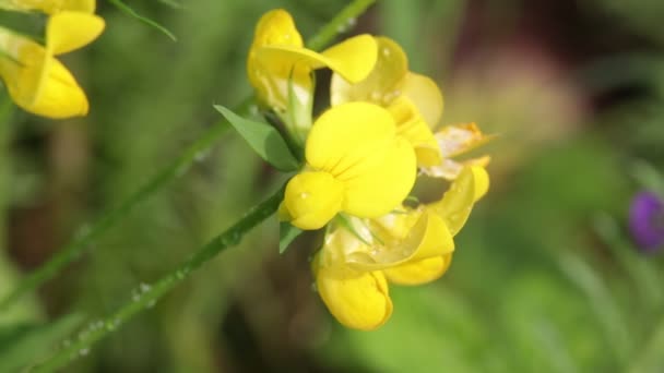 Fleurs Jaunes Florissantes Déplaçant Par Vent Dans Champ — Video