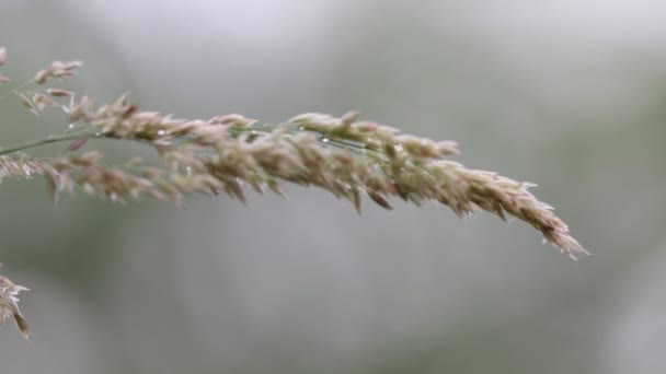 Stems Plants Moving Windy Weather Grey Background — Stock Video