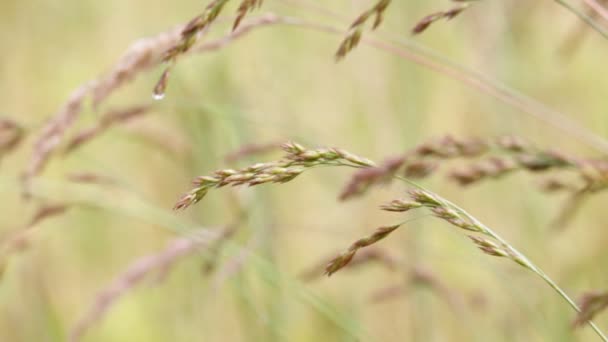 Tallos Plantas Que Mueven Durante Tiempo Ventoso — Vídeos de Stock