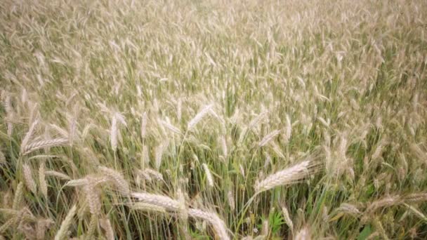 Красиві Зернові Рослини Рухаються Під Час Вітряної Погоди — стокове відео
