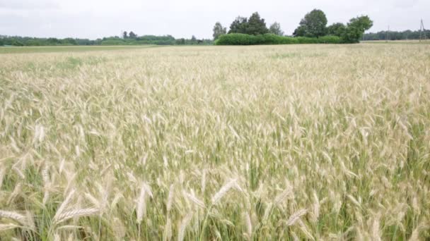風の強い天候移動美しい穀物植物の風景 — ストック動画