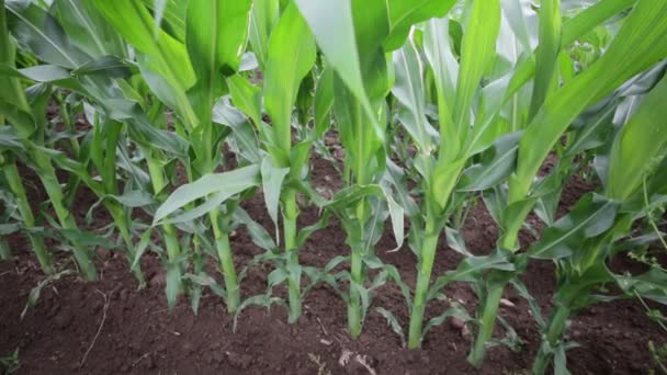 Campo Milho Bonito Verde Fazenda Campo — Vídeo de Stock