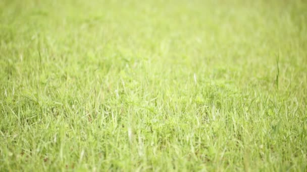 herbe verte se déplaçant par le vent dans le champ 