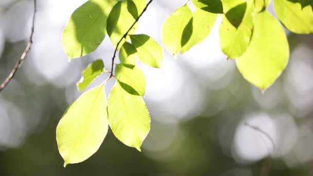 Blur Blätter Wind Abstarren Hintergrund Und Licht — Stockvideo