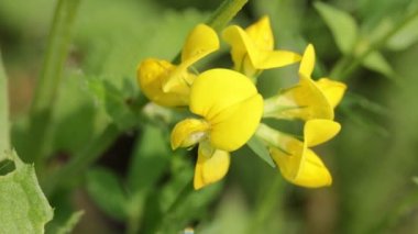 tarafından alan rüzgarda hareketli çiçek açması sarı çiçek