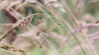 seçici odak kaynaklanıyor rüzgarlı havalarda hareketli bitkiler