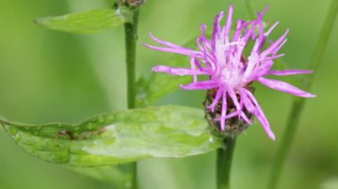 güzel menekşe çiçek ve vahşi rüzgarda çimlere yakından görmek 