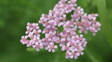Rüzgar vahşi güzel beyaz küçük çiçeklere yakından görmek