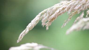 bitkilerin rüzgarlı havalarda taşıma sapları