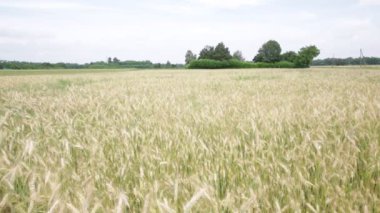 alan rüzgarlı havalarda sırasında hareketli güzel tahıl bitkiler