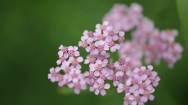 Rüzgar vahşi güzel beyaz küçük çiçeklere yakından görmek