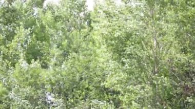 Ağaçlar güzel yeşil orman, doğal arka plan hareketli Rüzgar