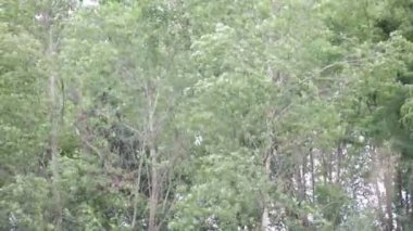 Ağaçlar güzel yeşil orman, doğal arka plan hareketli Rüzgar