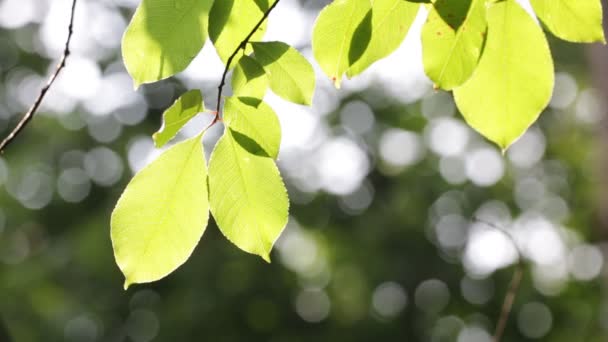 Bladeren Wind Abstarct Achtergrond Licht Vervagen — Stockvideo