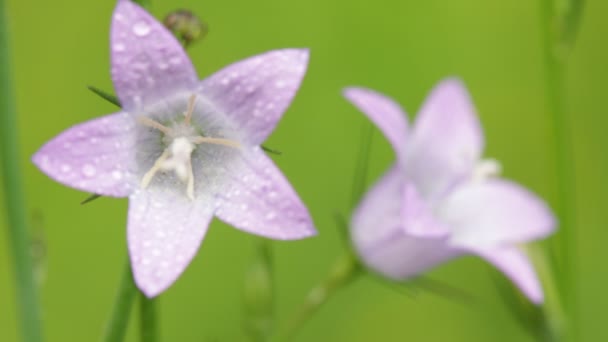 フィールドの風による移動水滴と美しい紫の花 — ストック動画