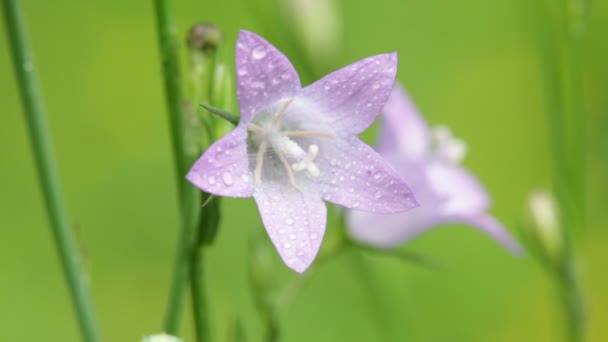 Wunderschöne Lila Blumen Mit Wassertropfen Die Sich Feld Durch Den — Stockvideo