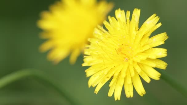 Close Flores Dente Leão Amarelo Florescendo Movendo Pelo Vento Campo — Vídeo de Stock