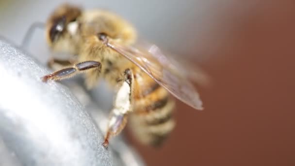 Petite Abeille Sur Métal Nettoyer Son Fond Abstrait Proboscics — Video