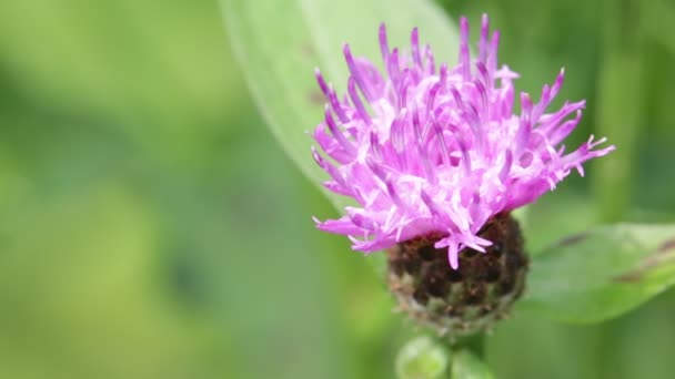 Une Fleur Violette Déplaçant Par Temps Venteux Sur Fond Vert — Video