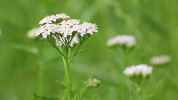 Yeşil Arka Plan Bulanık Güzel Küçük Beyaz Çiçekler — Stok video