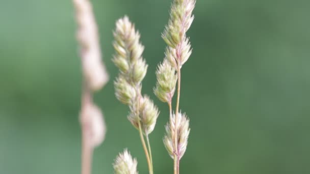 Stems Plants Moving Windy Weather Blurred Green Background — Stock Video