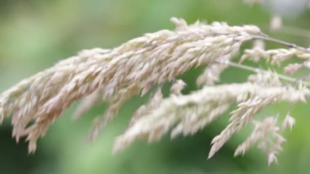 大风天气下植物的茎部移动 — 图库视频影像