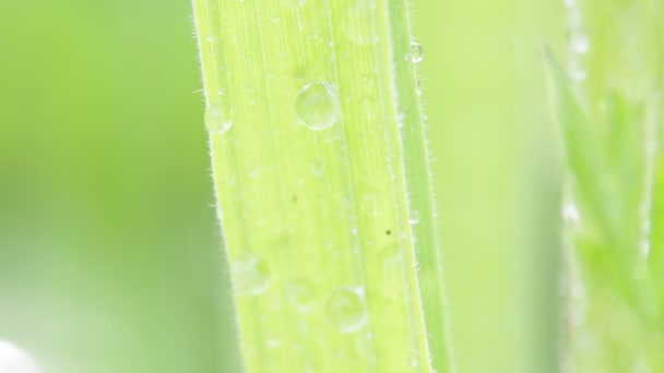 美丽的绿草和水滴的特写镜头 — 图库视频影像