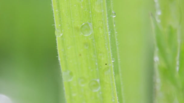 Nahaufnahme Von Schönem Grünen Gras Und Wassertropfen Wind — Stockvideo