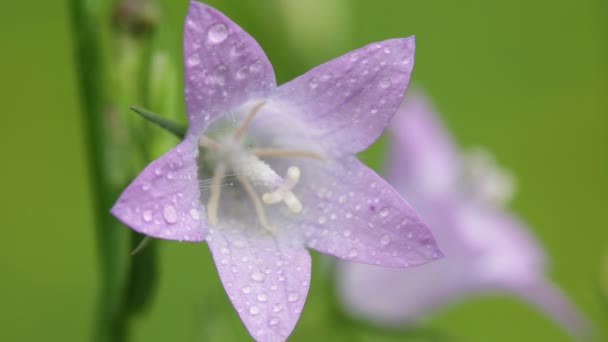 Закрыть Красивые Фиолетовые Цветки Каплями Воды Движущимися Ветром Полю — стоковое видео