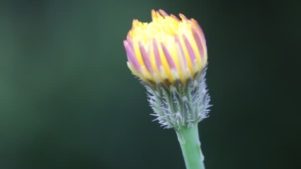 Fechamento Amarelo Dandelion Flor Movendo Pelo Vento Campo Fundo Verde — Vídeo de Stock