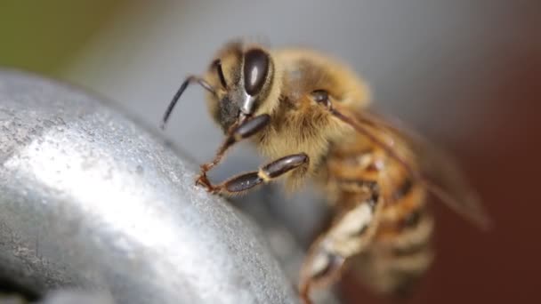 Kleine Bee Metalen Schoonmaken Zijn Proboscics Abstracte Achtergrond — Stockvideo