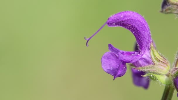 Vue Rapprochée Belle Petite Fleur Violette Herbe Déplaçant Par Vent — Video