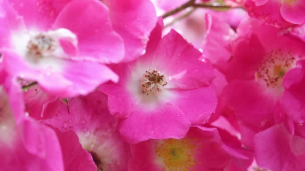 Nahaufnahme Von Schönen Rosa Rosen Garten — Stockvideo