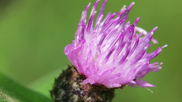 Una Flor Púrpura Moviéndose Durante Tiempo Ventoso — Vídeo de stock